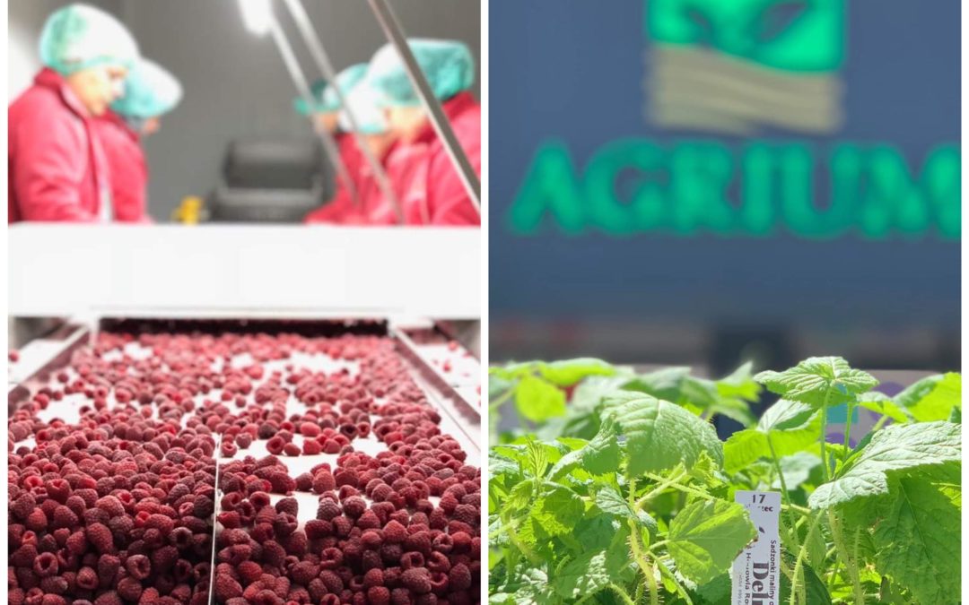 AGRIUM FRUITS SHPK – STORIE E VEÇANTË SUKSESI