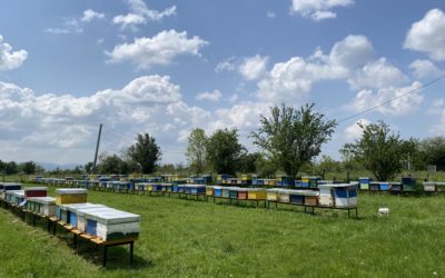 Bee Hives in the Picturesque Village